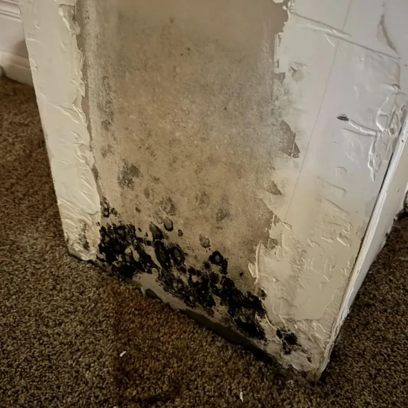 Professional Mold Removal in Akron, OH